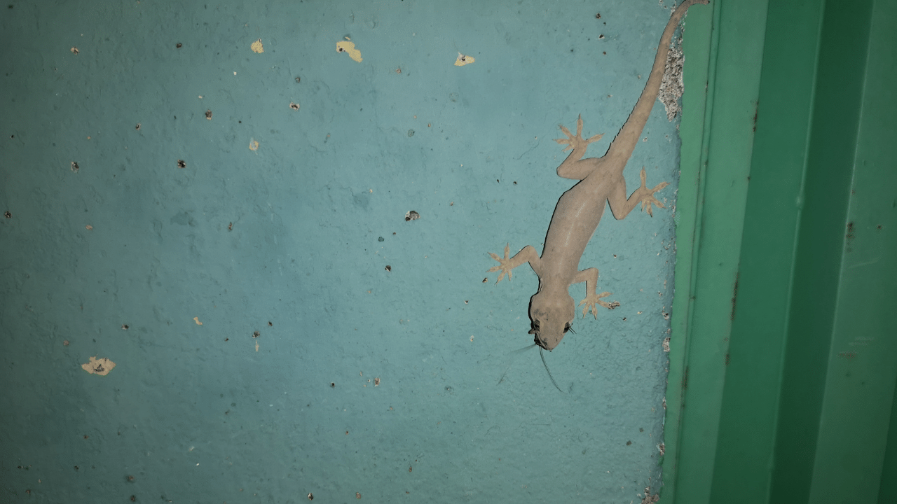 Paano Mawala ang mga Butiki sa Bahay
